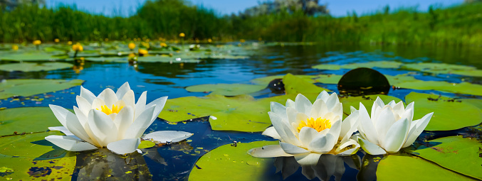 Pink lotus blossoms or water lily flowers blooming on pond.