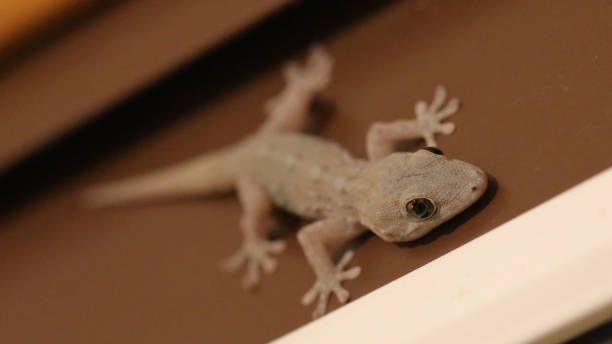 istock Tarentola mauritanica 1366095983