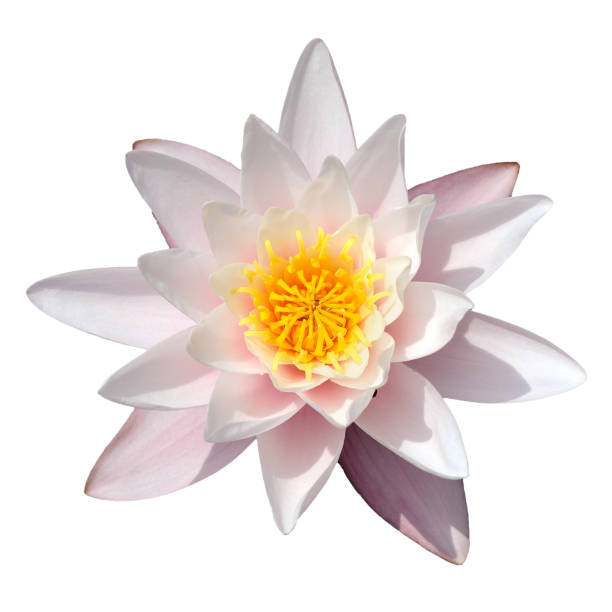 istock Flower of white water lily 1366097395