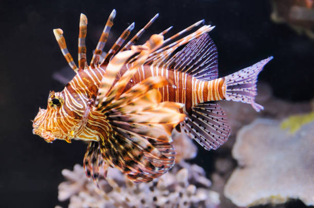 istock Lionfish in the Red Sea 1366097396