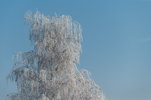 Snow covered tree branch against defocused background. Selective focus and shallow depth of field.