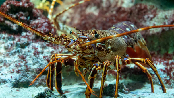 Mediterranean lobster Red lobster of the Mediterranean Sea dv stock pictures, royalty-free photos & images