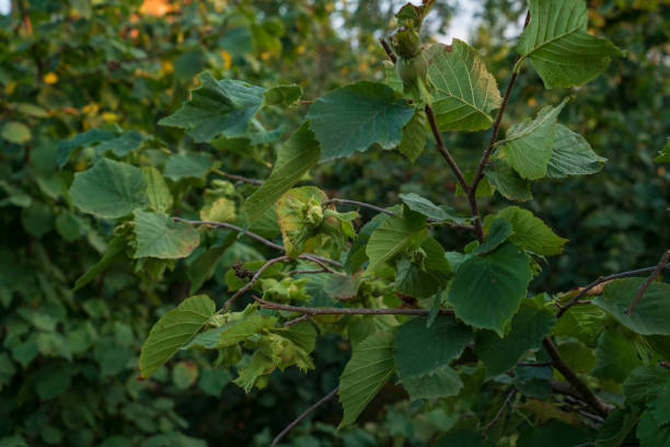 istock Hazelnut on the branch, Black sea region 1366103839