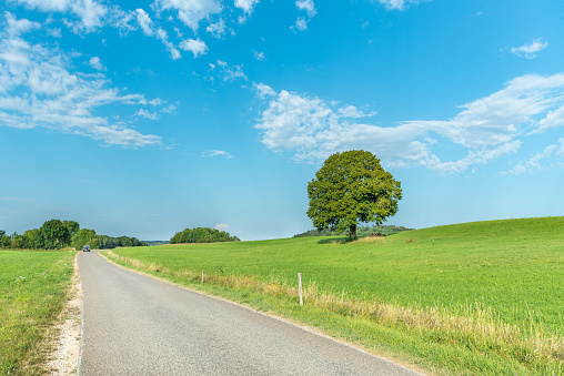 Countryside road. Lime tree on a meadow in the Jura. France.
