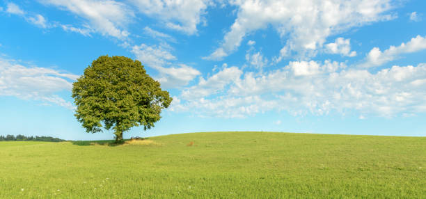 istock Lone tree in a meadow. Lime tree on a meadow in the Jura. 1366104620