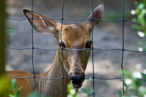 Happy animal looking through fence at zoo