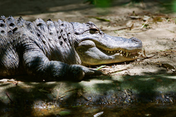 istock Alligator at the zoo 1366104684