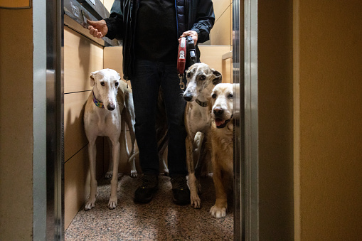 Front view of man and his three dogs inside elevator. Unrecognizable mature man with his dogs in elevator taking them for walk before going to sleep.