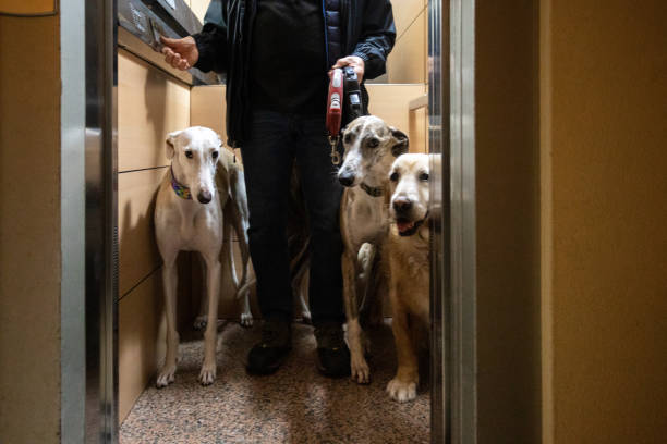 A mature man with his dogs in elevator taking them for walk before going to sleep Front view of man and his three dogs inside elevator. Unrecognizable mature man with his dogs in elevator taking them for walk before going to sleep. dog group of animals three animals happiness stock pictures, royalty-free photos & images