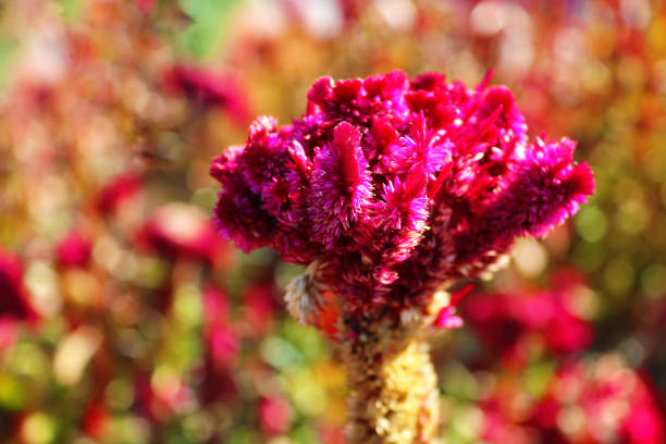 istock Close up of bright red Celosia argentea flower 1366105150