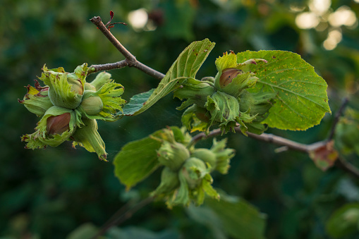 Hazelnut on the branch, Black sea region