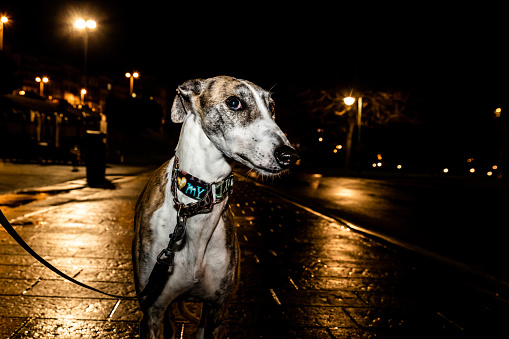 Portrait of greyhound dog along with its owner strolling around city at night. Concept of walking dogs before bedtime.