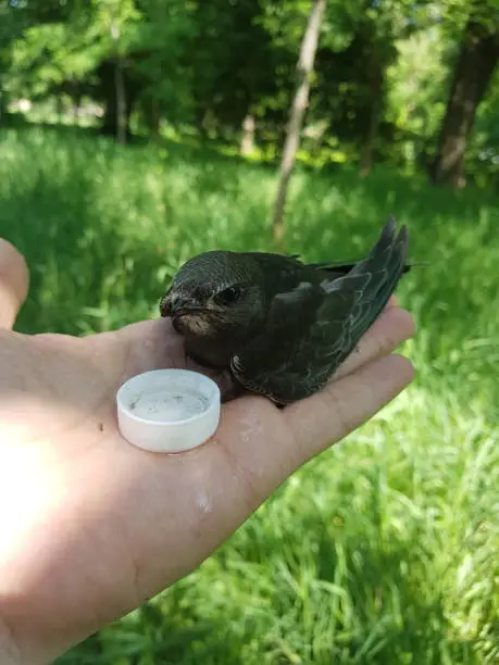 Photo of Young black swift sits on palm of man