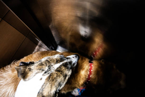 vista de ángulo alto del perro en el ascensor que regresa a casa - animal cute exhaustion technology fotografías e imágenes de stock