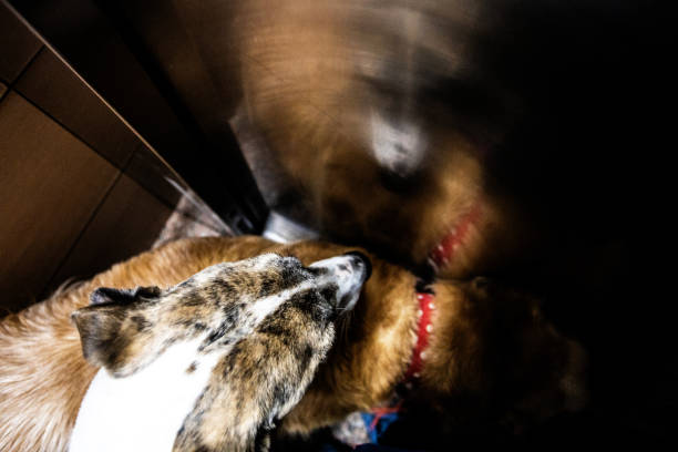 high angle view of dog in elevator returning home - animal cute exhaustion technology imagens e fotografias de stock