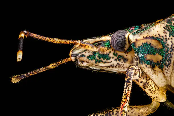 Extreme macro - Profile portrait of a Stink Bug (Halyomorpha halys) photographed through a microscope at x4 magnification. In real life, the width of the frame is 5mm.