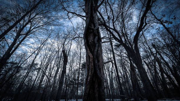 istock Gathering of trees in Virginia 1366106083