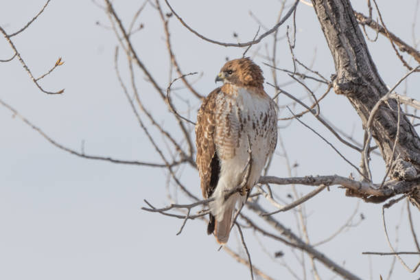 istock Red tailed hawk perching near good hunting 1366107477