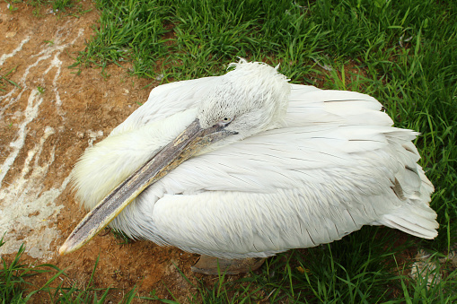 A large pelican on the street. Close-up.