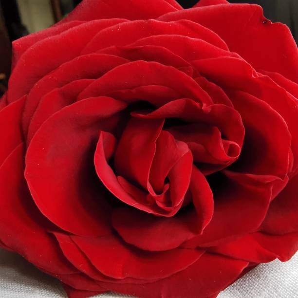 istock Rose flower detail 1366108487