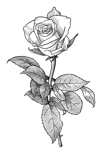Old engraving style illustration of a rose flower