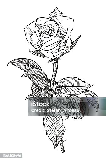 istock Vector drawing of a rose 1366108496