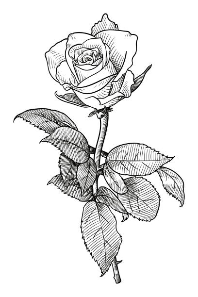 Vector drawing of a rose Old engraving style illustration of a rose flower black and white rose stock illustrations