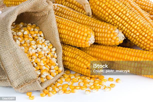 Maduro Maíz En La Bolsa Foto de stock y más banco de imágenes de Agricultura - Agricultura, Alimento, Amarillo - Color