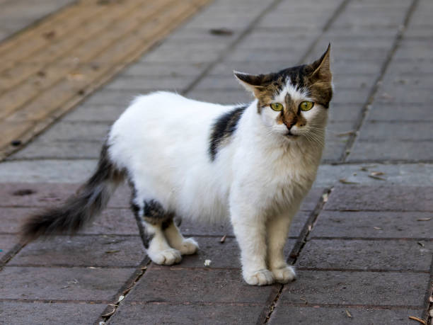 istock Portrait of cute stray cat 1366109589