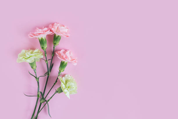 istock Tender carnation flowers on pastel pink background. 1366109822