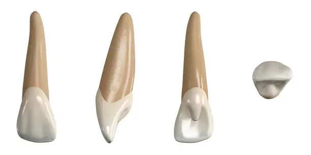 Photo of Permanent upper lateral incisor tooth