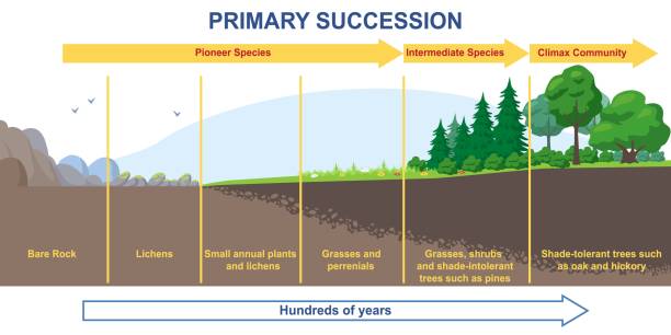 Primary succession and ecological growth process concept Primary succession and ecological growth process concept. Stages of formation of organic matter or flora. Infographics with timeline for books. From lowest to highest. Cartoon flat vector illustration soil sample stock illustrations