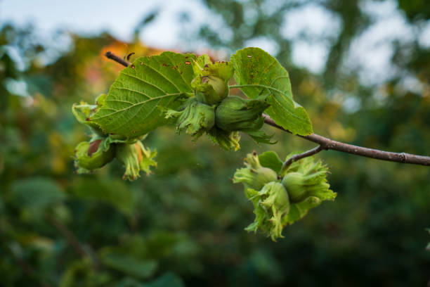 Hazelnut on the branch, Black sea region