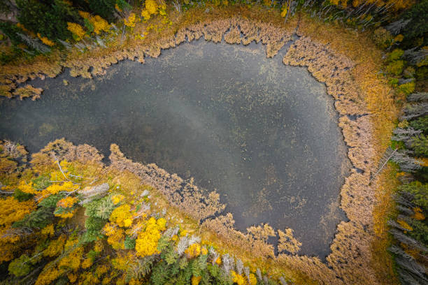 istock Forest in Autumn Looking Straigth Down 1366111560