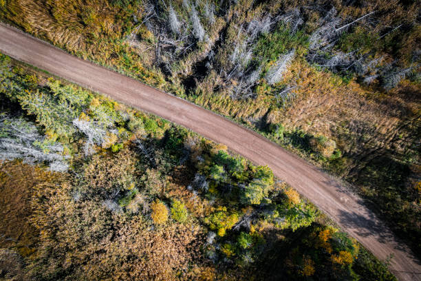 istock Forest in Autumn Looking Straigth Down 1366111581