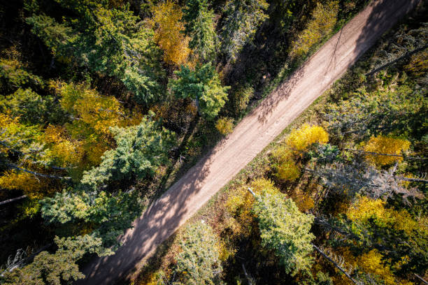 istock Forest in Autumn Looking Straigth Down 1366111583