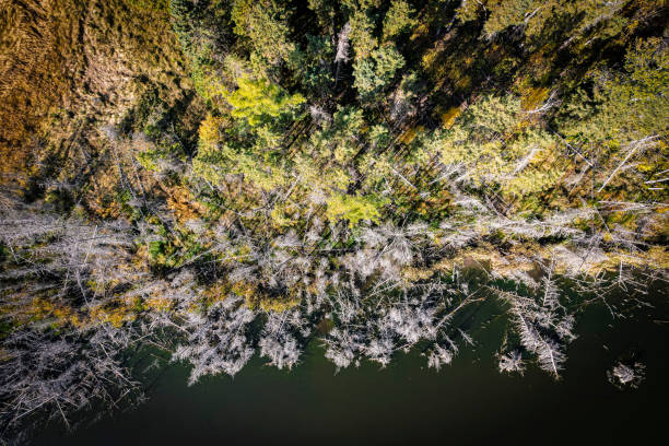 istock Forest in Autumn Looking Straigth Down 1366111599
