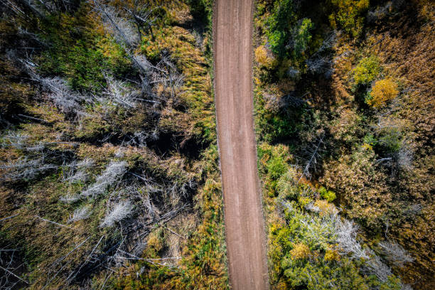 istock Forest in Autumn Looking Straigth Down 1366111600