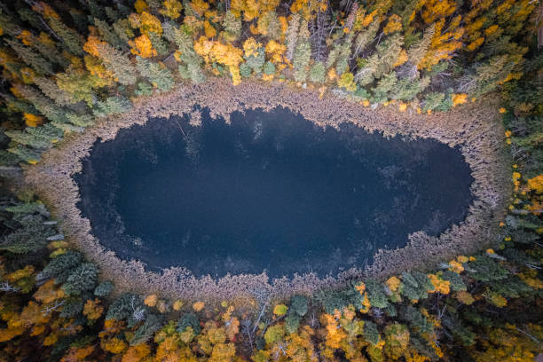 istock Forest in Autumn Looking Straigth Down 1366111610