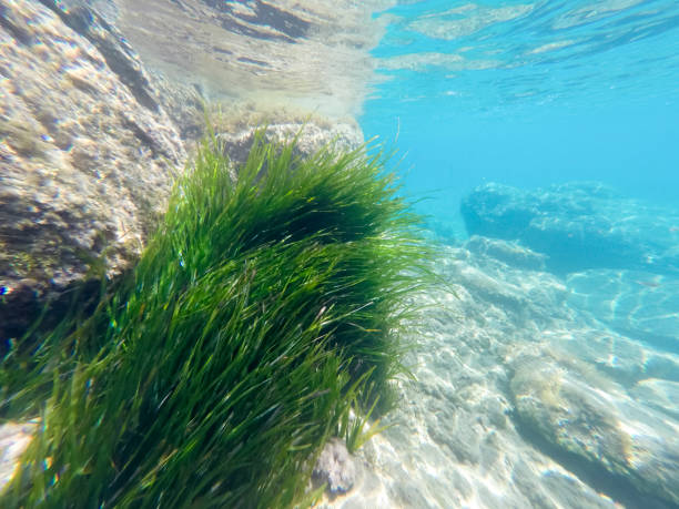 istock Underwater Mediterranean sea Ibiza Balearic islands Spain 1366111640