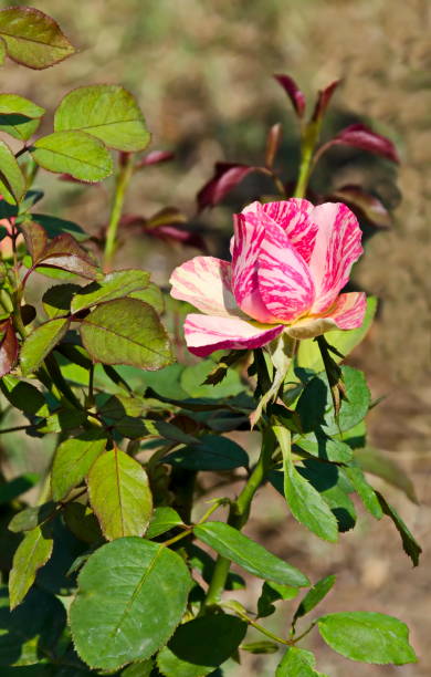 vista de la flor de la colorida rosa blanca y rosa - rose pink bright simply fotografías e imágenes de stock