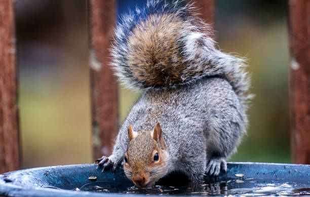 istock Garden Squirrel nibbling on bird seed 1366113722