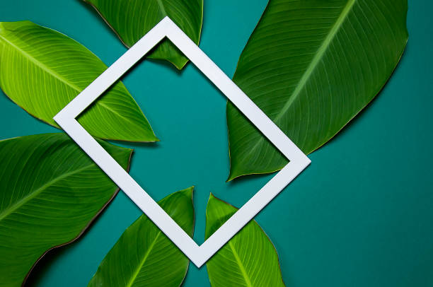 istock Tropical palm leaves and white frame for photo on blue background top view with copy space. Minimal nature summer concept. Flat lay. 1366114043