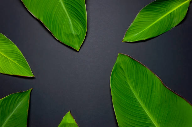 istock Tropical palm leaves on black background top view with copy space. Minimal nature summer concept. Flat lay. 1366114052