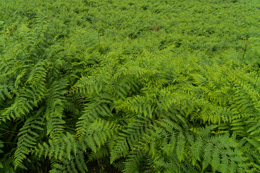 A lush green fern with many leaves. Copy space.