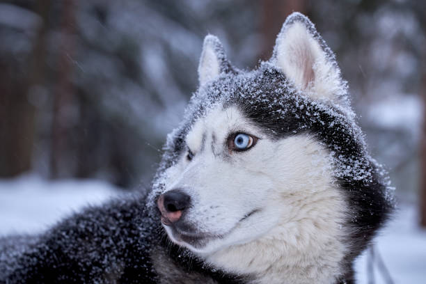 istock Dog breed Siberian Husky walking in winter forest 1366115319