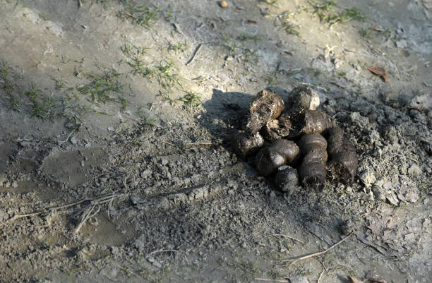 feces of a tiger - worm poop imagens e fotografias de stock