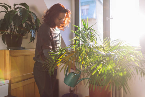 istock Woman watering home plants 1366115560