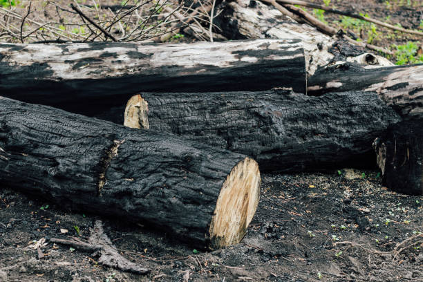 istock Burnt wood texture, coals. Consequences of a forest fire 1366116108