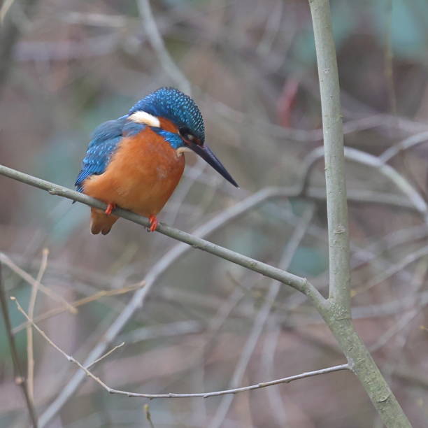 istock Male kingfisher on the Basingstoke canal 1366116740
